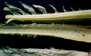 cardoon cardoon