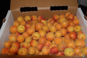 apricots apricots