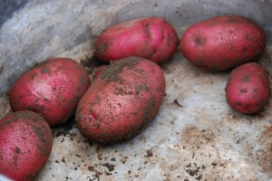 redpotatoes redpotatoes