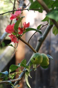 DSC_0004 DSC_0004