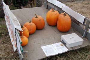 DSC_0031 the pumpkin wagon