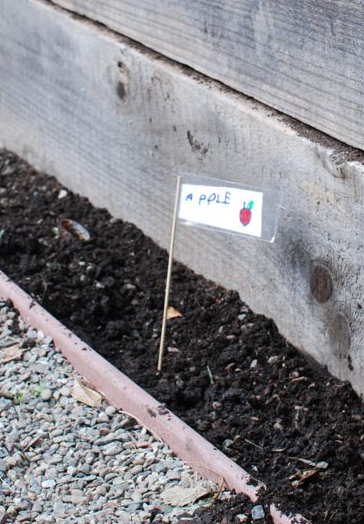 apple future apple tree
