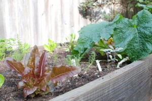lettuces lettuces, agretti, and zucchini