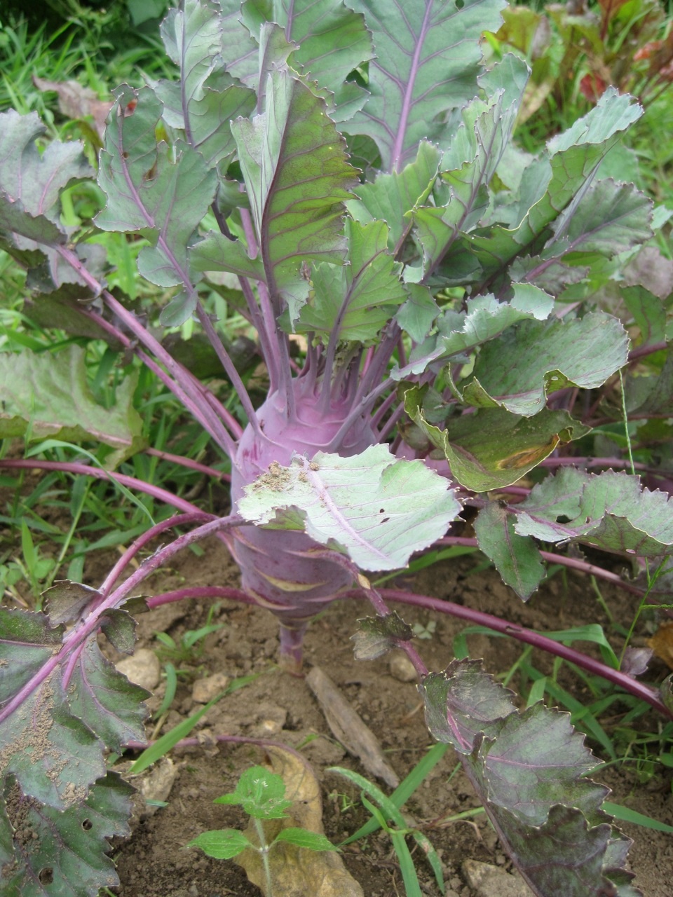 Learning to Eat Kohlrabi